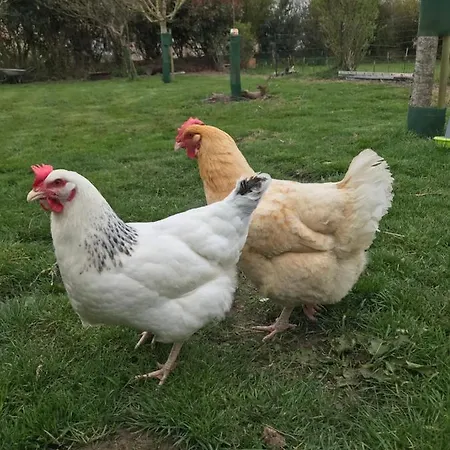 Pressoir Du Bois Gribout *