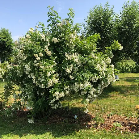 Pressoir Du Bois Gribout Villa *