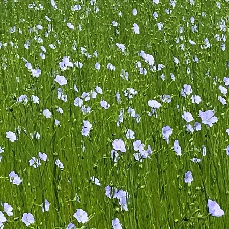 Villa Pressoir Du Bois Gribout Hautot-Saint-Sulpice