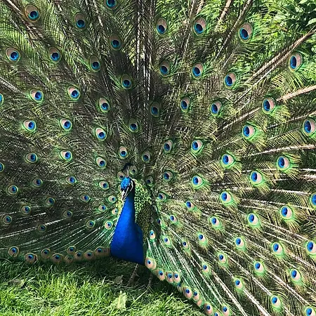 Pressoir Du Bois Gribout *