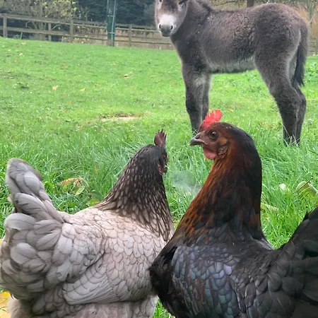 Pressoir Du Bois Gribout Villa *