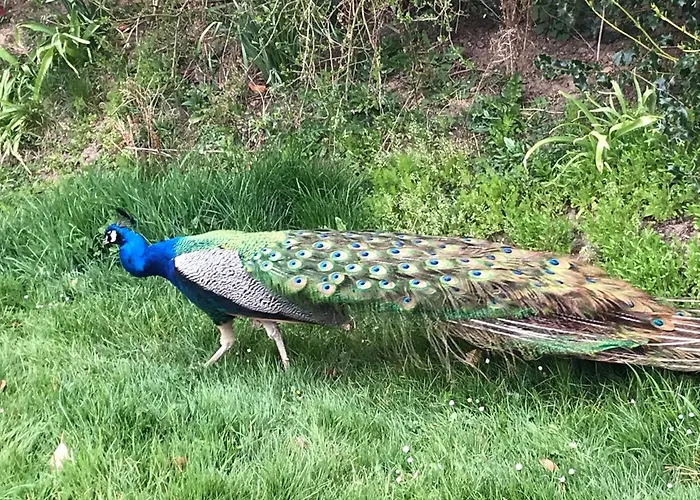Pressoir Du Bois Gribout * Hautot-Saint-Sulpice