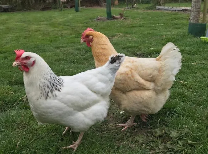 Pressoir Du Bois Gribout *