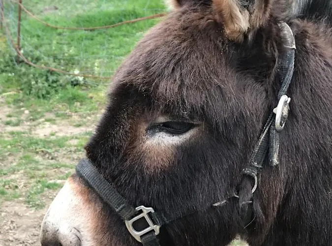 Pressoir Du Bois Gribout Villa Hautot-Saint-Sulpice
