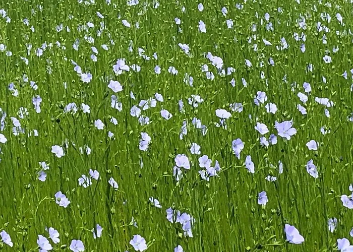 Villa Pressoir Du Bois Gribout Hautot-Saint-Sulpice