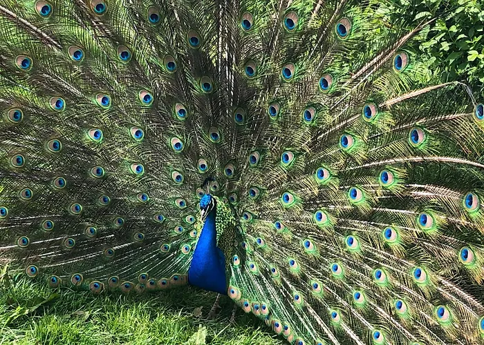 Pressoir Du Bois Gribout *