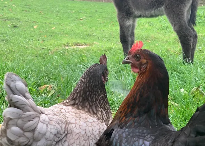 Pressoir Du Bois Gribout Villa *